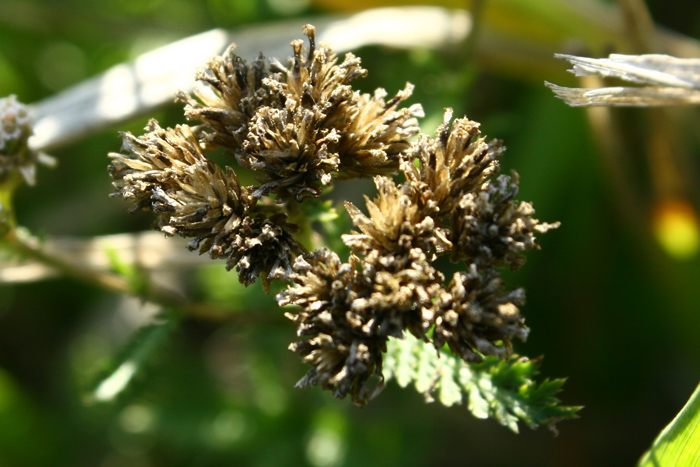 Daucus carota? no,  Achillea sp.